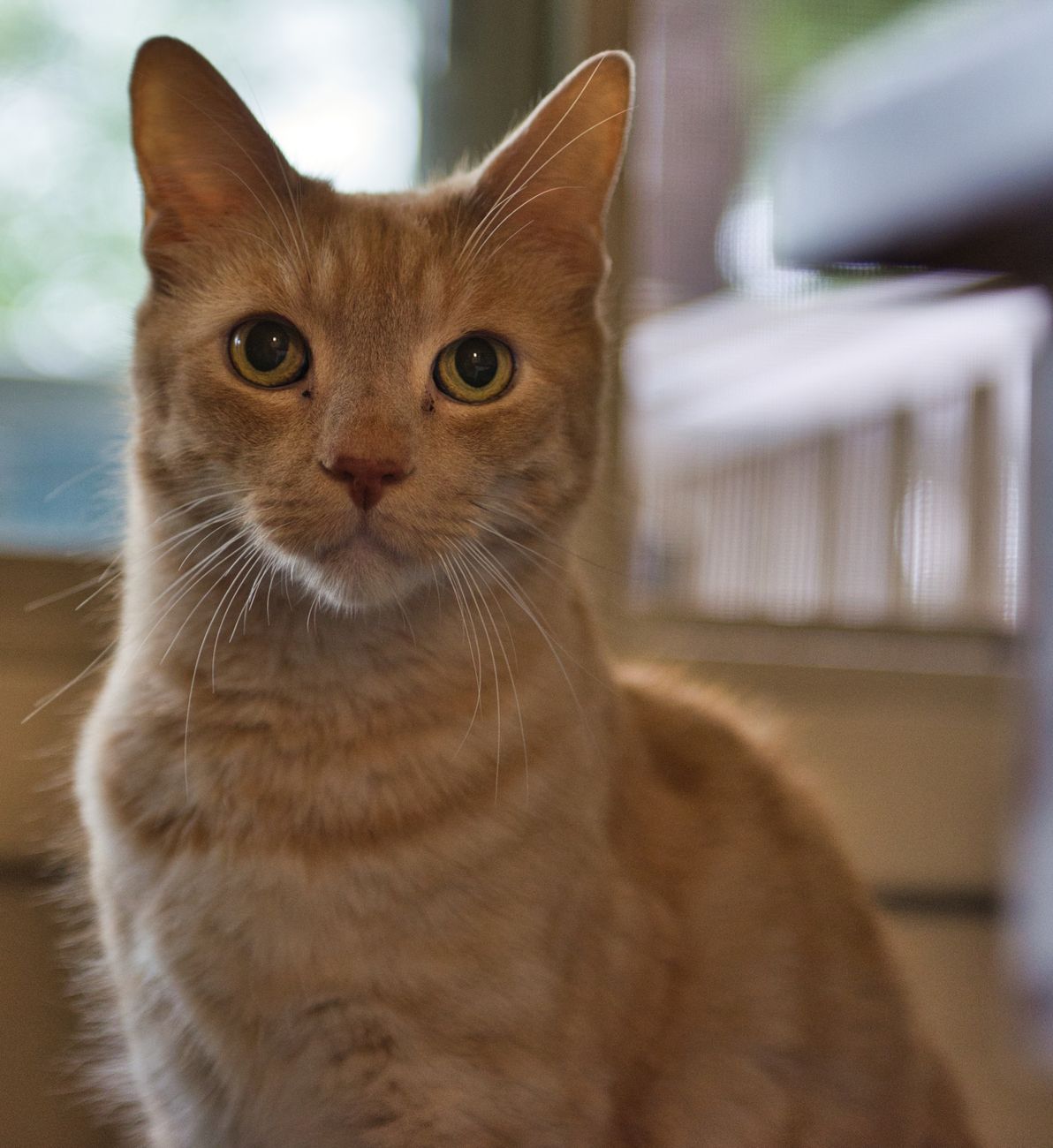close up shot of a tabby cat