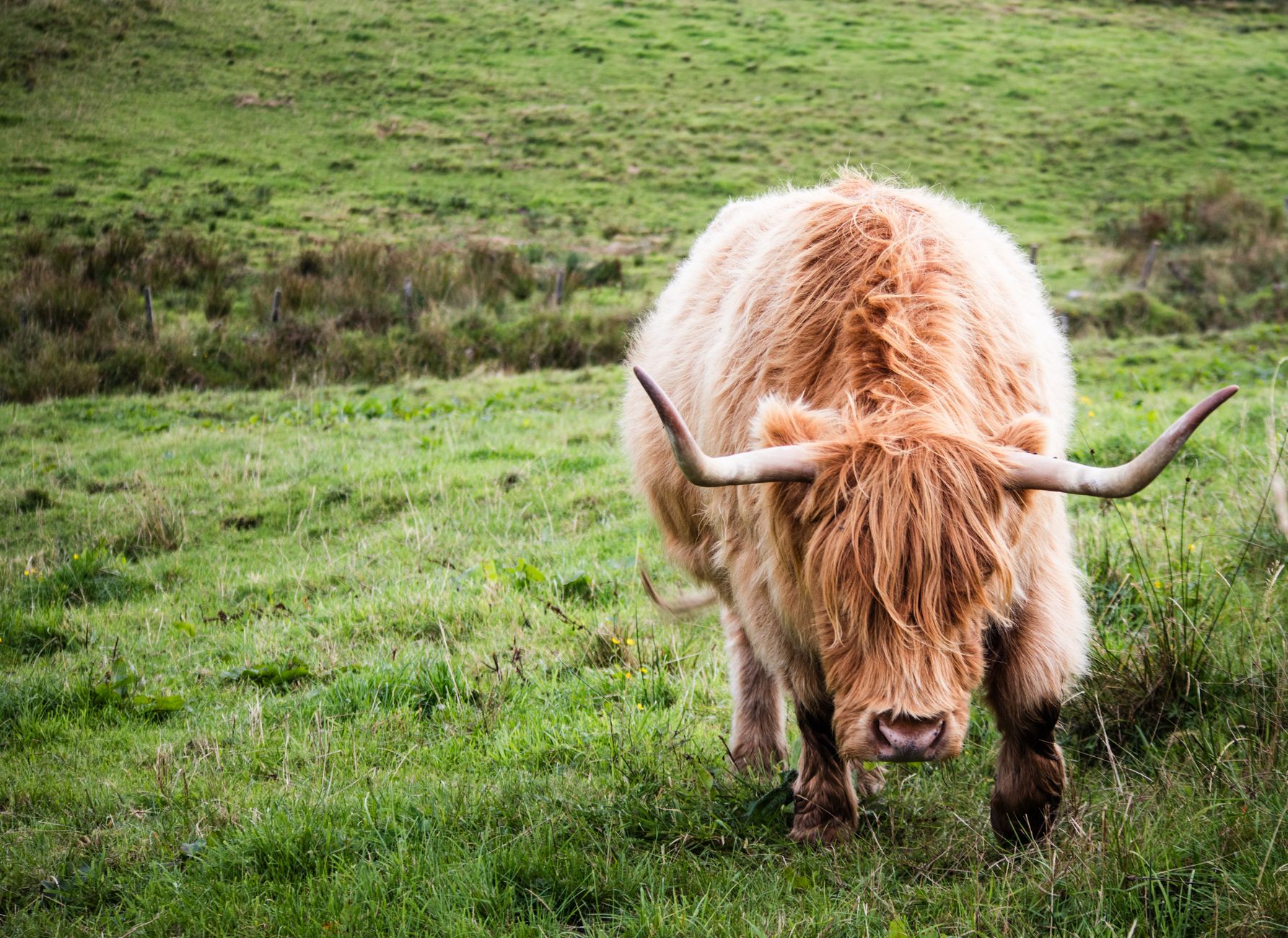 highland cattle on pasture