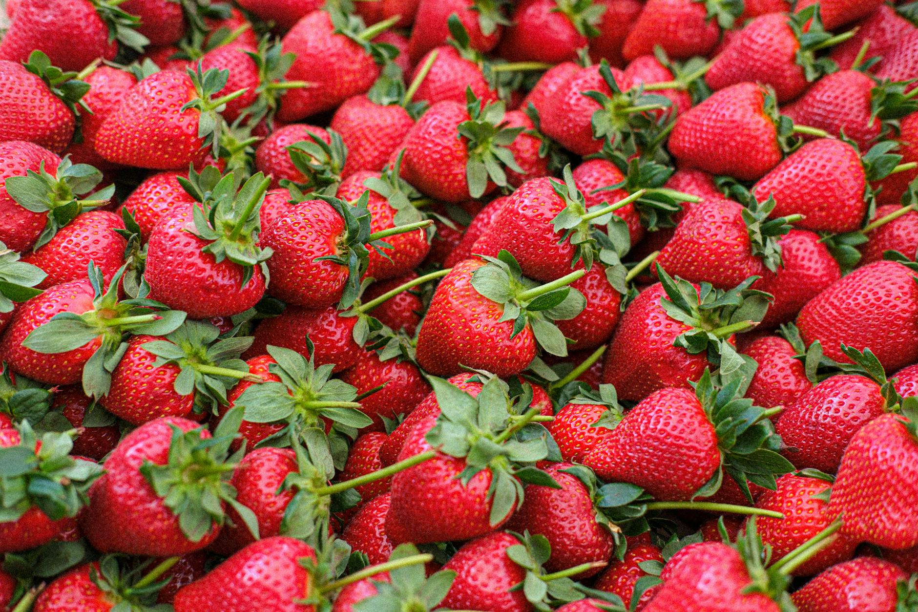 fresh ripe strawberries in abundance