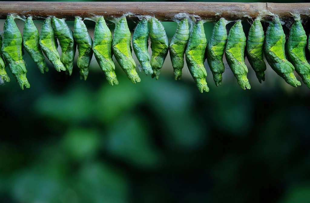 Free green butterfly cocoons image