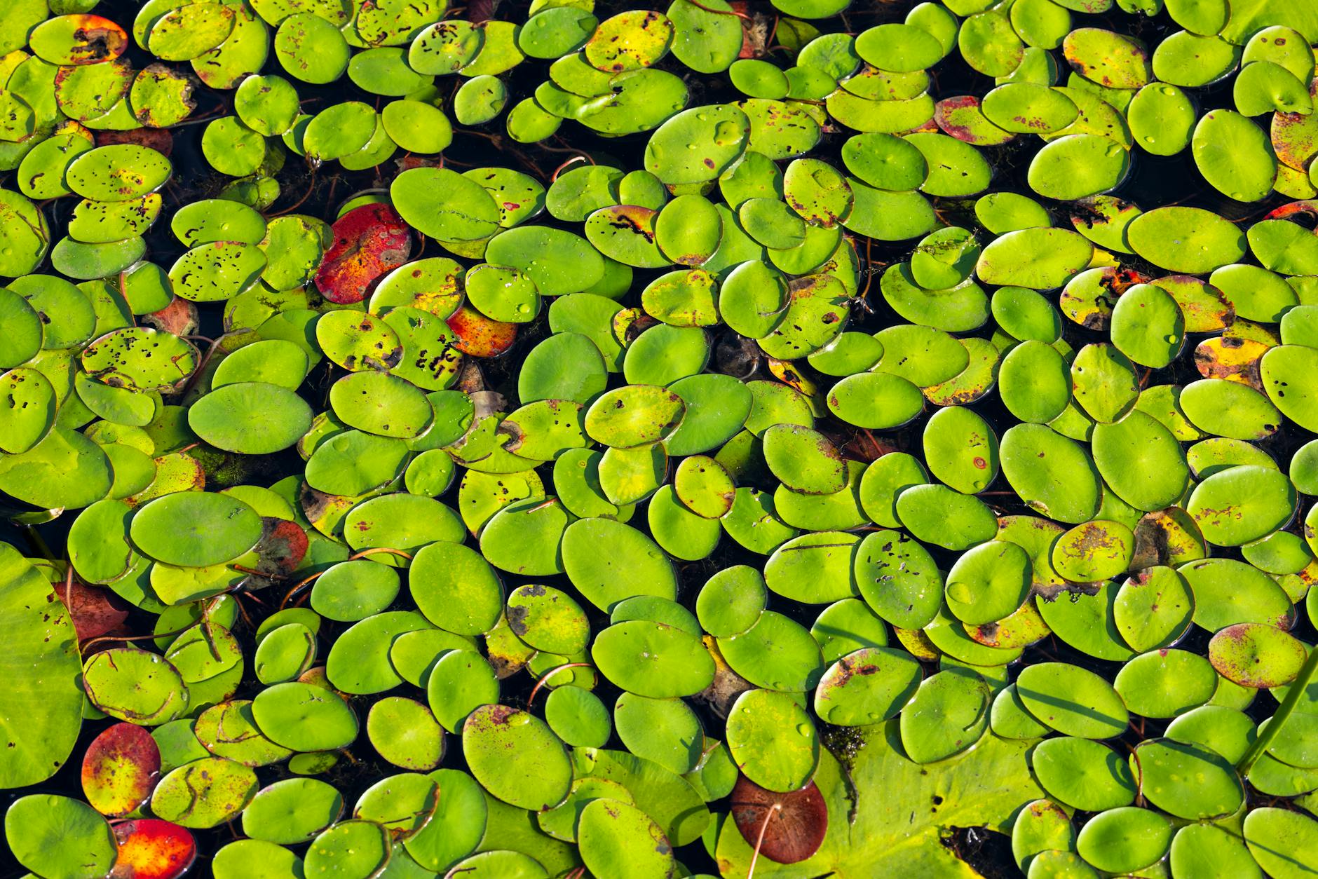 vibrant green lily pads on a pond surface