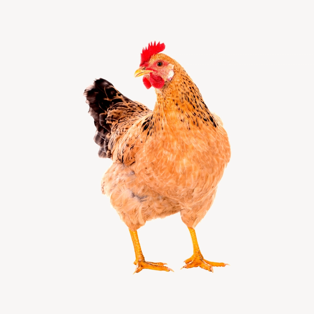 Chicken clipart, farm animal illustration