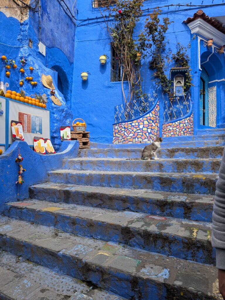 A cat on more blue steps with deep blue walls to the back, and some oranges